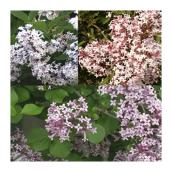 Syringa sur tige, # 7, assorti