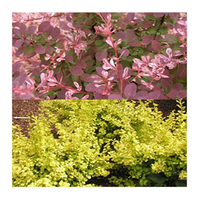 Berberis "Aurea Nana" - Assorted