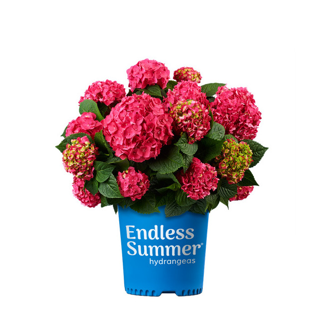 Endless Summer Hydrangea - # 2 - Assorted 2HYESA0002 | RONA