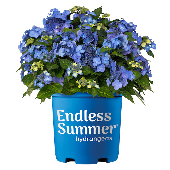 Endless Summer Hydrangea - # 2 - Assorted 2HYESA0002 | RONA