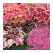 Hortensia, pot de 2 gallons, assorti