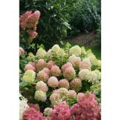 Assorted Hydrangea - Assorted - #2 Pot