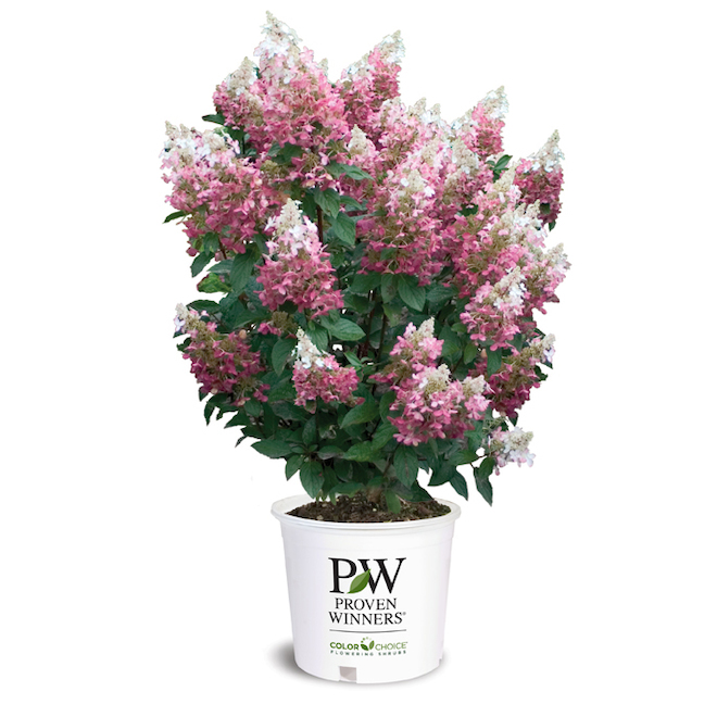 Hydrangée assortie, pot # 2
