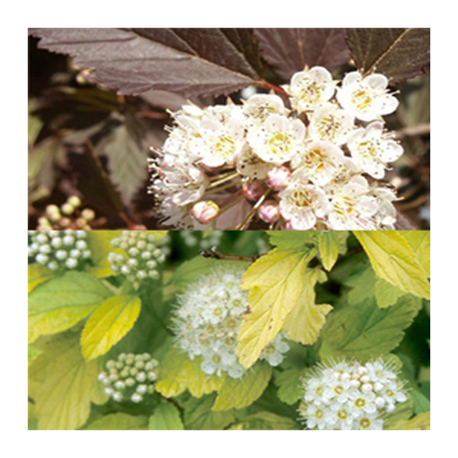 Physocarpus Shrub - Assorted