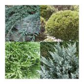 Assorted Evergreens - #3