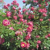 Hardy Rose Bush - #2 - Assorted Colours
