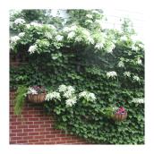 Abbostford - Hydrangea Petiolaris - 2 Gallon Pot