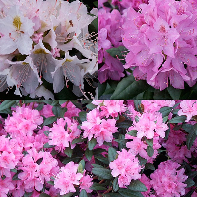 ABBOTSFORD Rhododendron - Assorted # 3 5RHMELANG3 | RONA