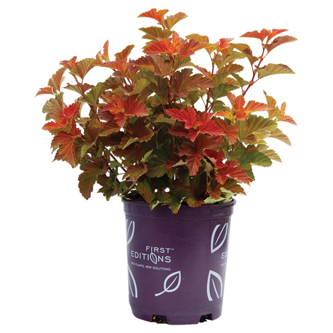 Assorted Shrub - First Edition - 2-gal. Pot