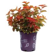 Assorted Shrub - First Edition - 2-gal. Pot