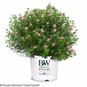 Assorted Potentilla Shrub - 2-Gallon Container