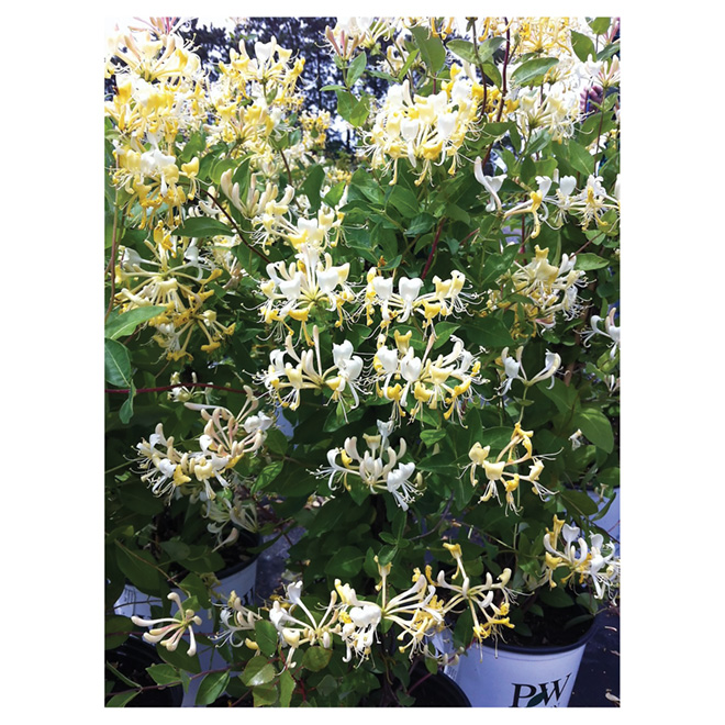 Assorted Climbing Honeysuckle - 2 Gal. Pot