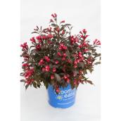 Arbuste Weigela Bloomin Easy assorti aux couleurs brillantes, pot de 2 gal