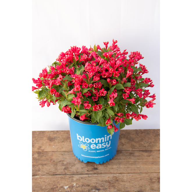 Bloomin Easy Assorted Weigela Shrub with Vibrant Colours - 2-Gal Pots