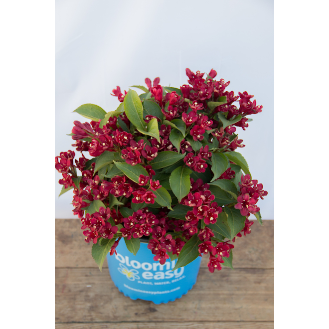 Bloomin Easy Assorted Weigela Shrub with Vibrant Colours - 2-Gal Pots