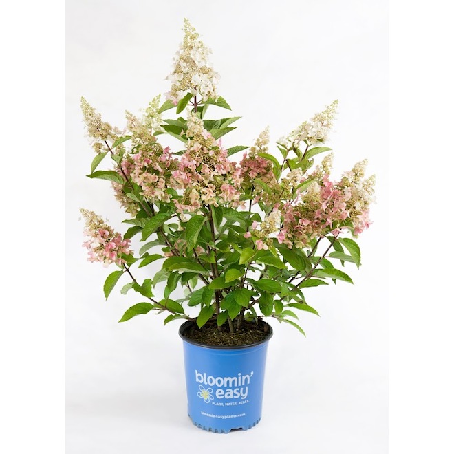 Sta-Green Bloomin' Easy Assorted Spirea - 2-gal. Pot