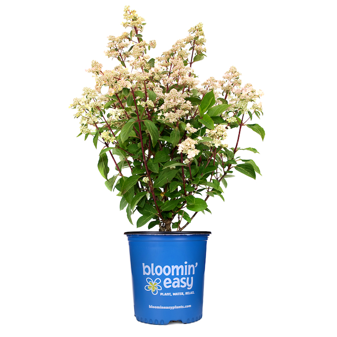 Sta-Green Bloomin' Easy Assorted Spirea - 2-gal. Pot