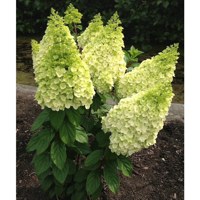 Sta-Green Bloomin' Easy Assorted Spirea - 2-gal. Pot