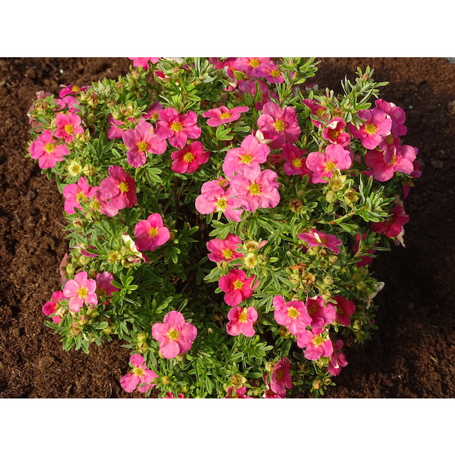 Bloomin Easy Assorted Potentilla - 2-Gal Pot