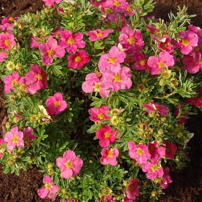 Potentille assortie Bloomin Easy, pot de 2 gal