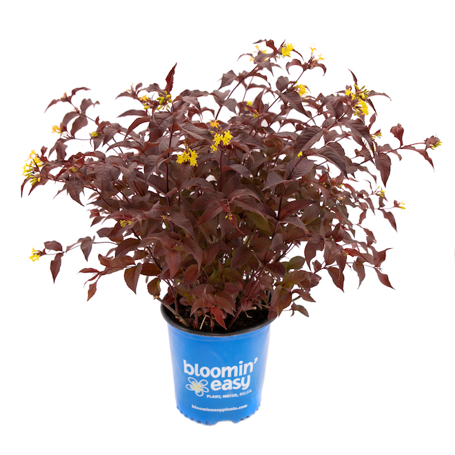 Sta-Green Bloomin' Easy Assorted Diervilla - 2-gal. Pot