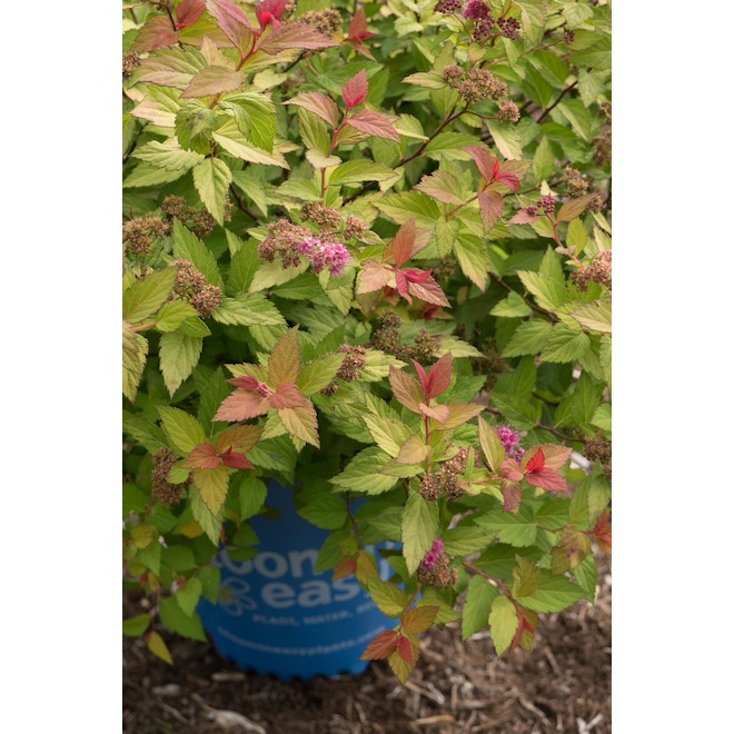 Sta-Green Bloomin' Easy Assorted Spirea - 2-gal. Pot