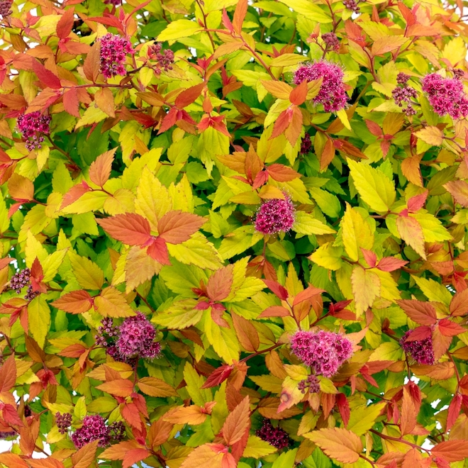 Sta-Green Bloomin' Easy Assorted Spirea - 2-gal. Pot