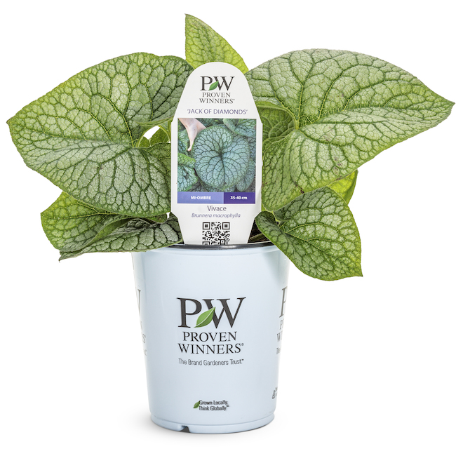 Plantes vivaces assorties en pot Proven Winners, 12 po