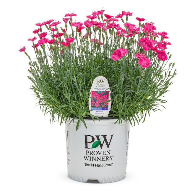 Proven Winners Assorted Perennial Plants - 12-in