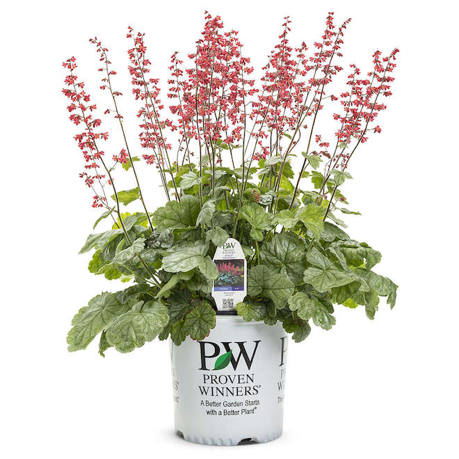 Proven Winners Assorted Perennial Plants - 12-in