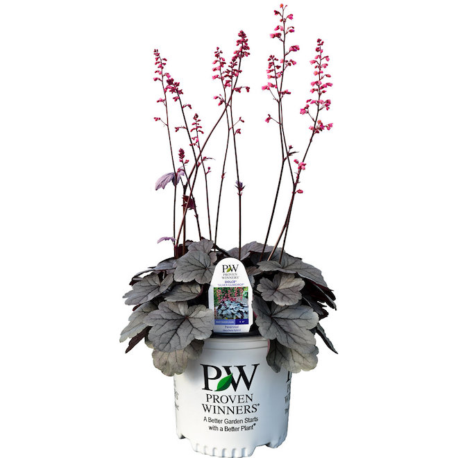 Proven Winners Assorted Perennial Plants - 12-in