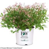 Proven Winners 2-ft W Potted Shrub - Pink Deutzia