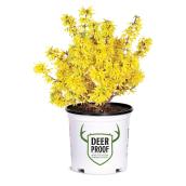 Arbuste à fleurs Proven Winners assorti en pot de 2 gal