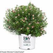 Proven Winners Assorted Flower Shrub in 2-gal Pot