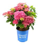 Hydrangées Macro Bloomin Easy de couleurs assorties en pot de 2 gal