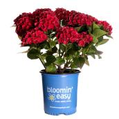 Bloomin Easy Macro Hydrangea of Assorted Colours in 2-gal Pot