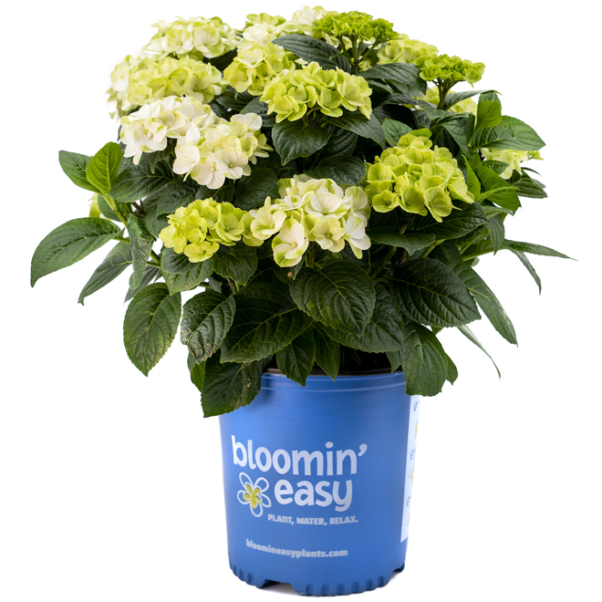 Hydrangées Macro Bloomin Easy de couleurs assorties en pot de 2 gal