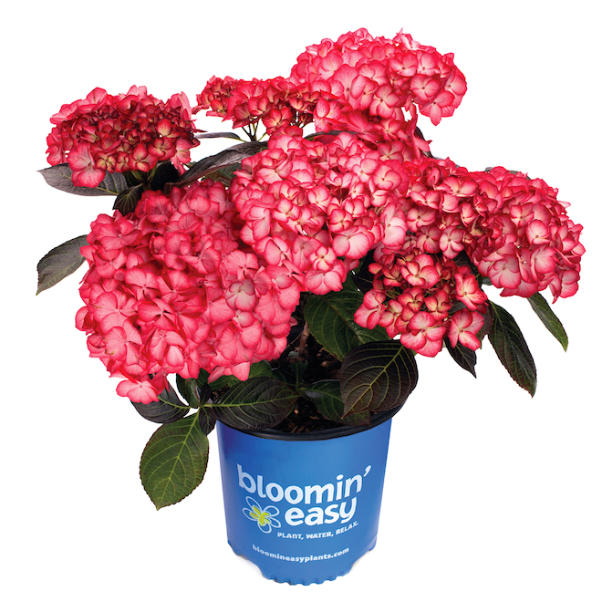 Hydrangées Macro Bloomin Easy de couleurs assorties en pot de 2 gal