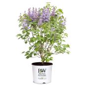 Arbuste à lilas Proven Winners assorti en pot de 2 gal
