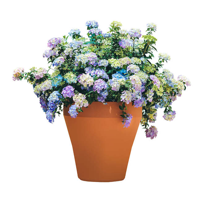 Cascading Hydrangea in a 1-gal Pot/Basket