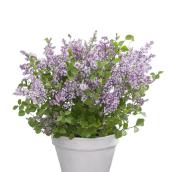 Lilas assorti 5 pi h. dans un pot de 1 gallon