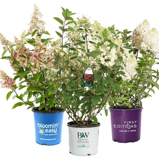White-Flowered Hydrangea 2HYBRA0002 | RONA