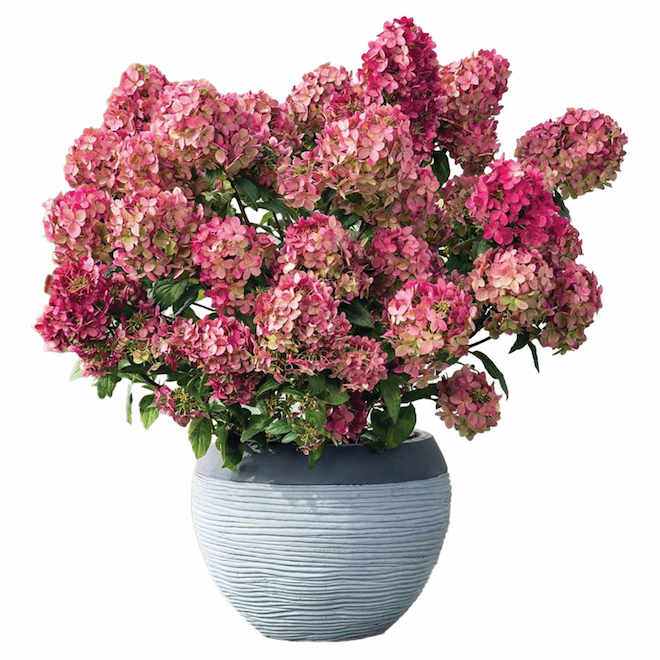Pink-Flowered Hydrangea 2-gal 2HYAUT0002 | RONA