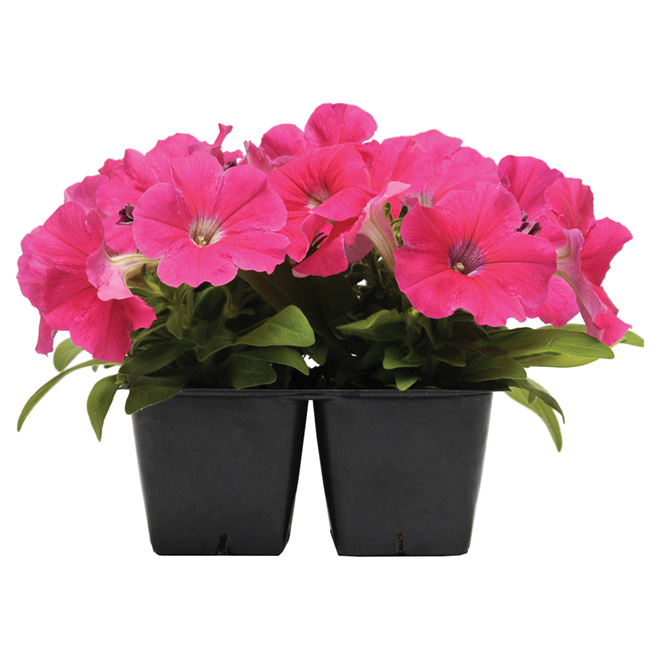 Annual Flowers - Maintaining Annual Flowers Wedel S Nursery Florist Garden Center : We've put together our collection of 25 awesome, popular annual flowers.