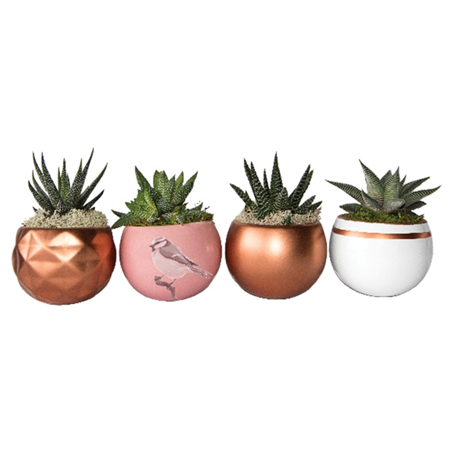 Succulents in Pots 2.5" x 3" Ceramic RONA