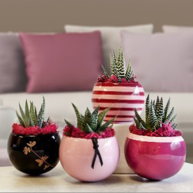 Succulent Assortis Morgan Creek Tropicals Pot Décoratif Victoria Rona 0215