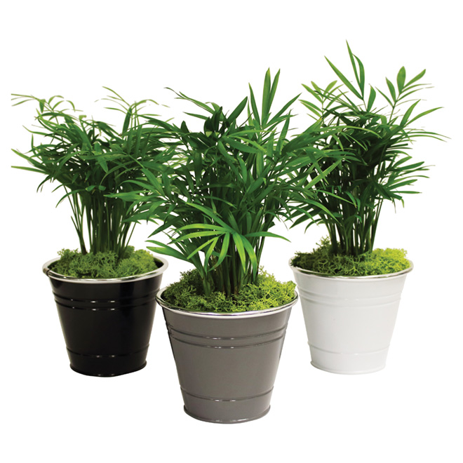 Palmier Néanthe Bella Avec Mousse Morgan Creek Tropicals Pot Métallic De 4 Po Rona 8221