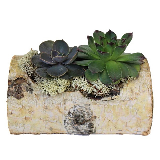 Morgan Creek Tropicals - Succulents - Birch Wood - 7'' | RONA