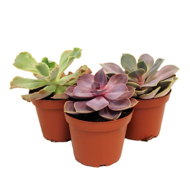 Assorted Succulents Grower Pot 475 In Rona 9726