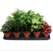 Plante intérieure tropicale assortie, Morgan Creek Tropicals, pot de culture de 4 po